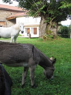 Gite De Charme Auvergne Cab'Ane Brousse Exterior photo